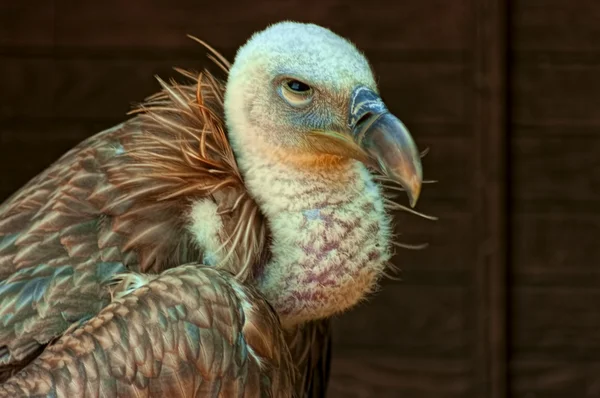 Avvoltoio grifone (Gyps fulvus ) — Foto Stock