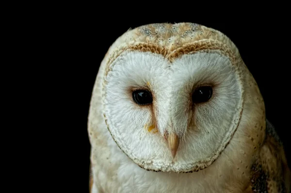 Közönséges gyöngybagoly (Tyto alba ) — Stock Fotó