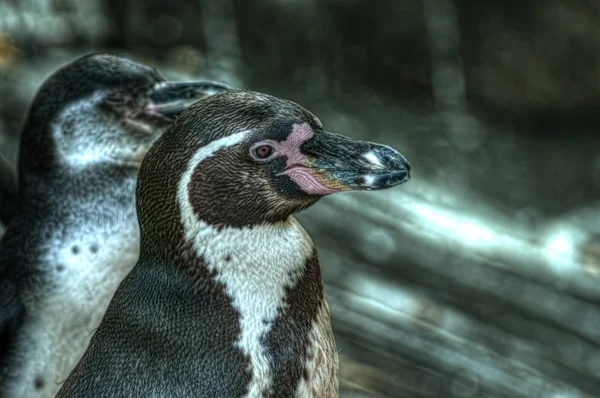 Humboldt Penguin(Spheniscus humboldti) — Stockfoto
