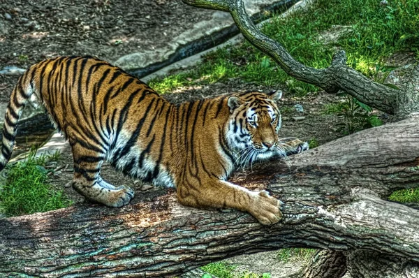 Amur tygři (Panthera tigris altaica) — Stock fotografie