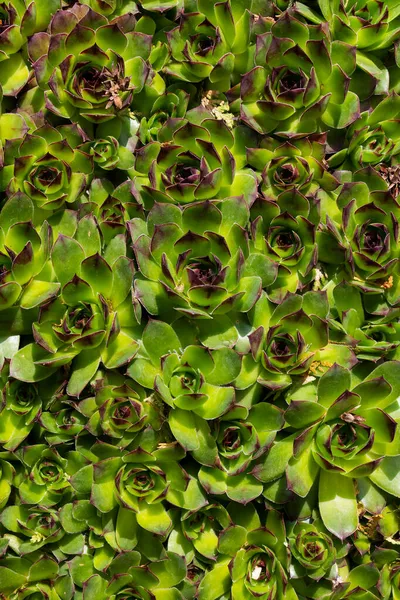 Groene Blad Oppervlak Textuur Abstracte Plantenachtergrond Natuurlijk Effect Patroon Getextureerde — Stockfoto