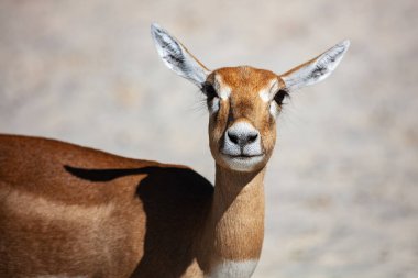 Blackbuck ve Hint antilopları. Memeliler ve memeliler. Kara dünyası ve fauna. Vahşi yaşam ve zooloji. Doğa ve hayvan fotoğrafçılığı.