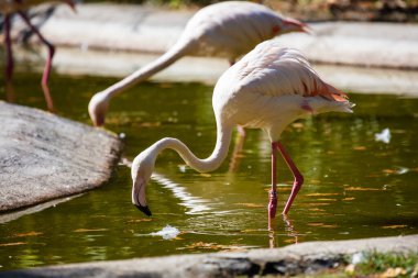 Daha büyük flamingo. Kuş ve kuşlar. Su dünyası ve fauna. Vahşi yaşam ve zooloji. Doğa ve hayvan fotoğrafçılığı.