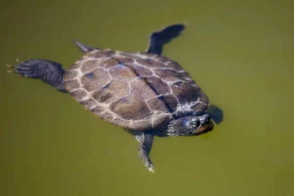 Yellow Bellied Slider Turtle Reptile Reptiles Amphibian Amphibians Tropical Fauna — Stock Photo, Image