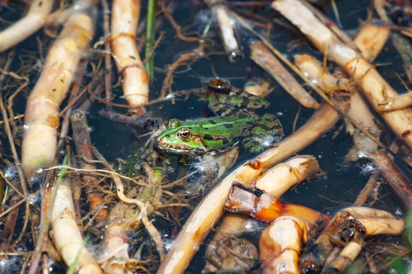 Grenouille Verte Crapaud Sur Eau Faune Eau Douce Reptile Amphibien — Photo