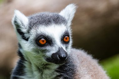 Halka kuyruklu lemur maymunu. Memeliler ve memeliler. Kara dünyası ve fauna. Vahşi yaşam ve zooloji. Doğa ve hayvan fotoğrafçılığı.