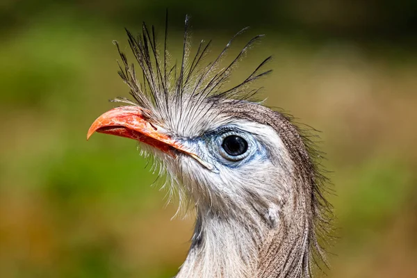 Seriema Pernas Vermelhas Pássaros Pássaros Fauna Sul Americana Vida Selvagem — Fotografia de Stock
