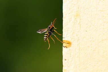 Close up of a wasp and hornet on a sunny bright day. Insect nature photography. Summer and spring backgrounds.