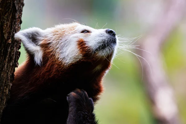 Panda Rouge Mammifères Mammifères Monde Terrestre Faune Faune Zoologie Photographie — Photo