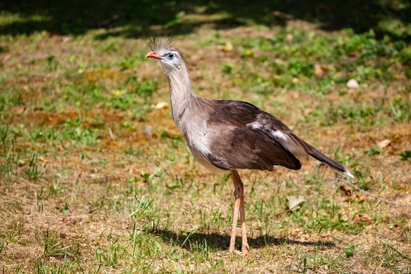 赤い脚のシリーズ 鳥と鳥 南アメリカの動物 野生生物と動物学 自然と動物写真 — ストック写真
