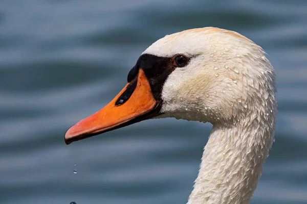 White swan bird on the lake. Swans in the water. Water life and wildlife. Nature photography. Birds flying and swims.