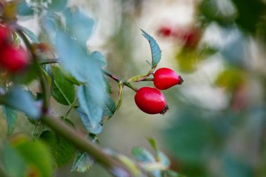 Rosehip. Fruit and vegetables. Plant and plants. Tree and trees. Nature photography.