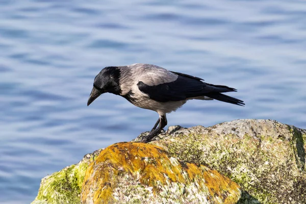 Crow and raven bird on the ground. Avifauna and wildlife. Birds flying and standing. Nature photography.