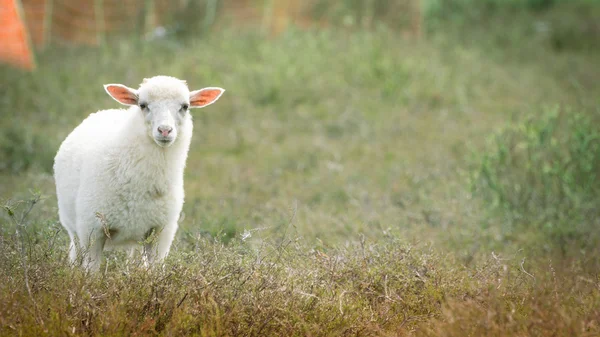 Sheeps — Stock Photo, Image