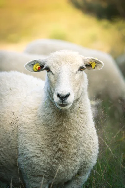 Sheeps — Stock Photo, Image