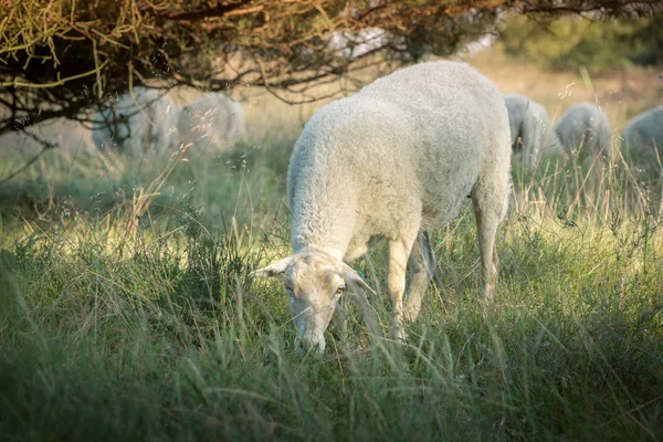 Sheeps — Stock Photo, Image