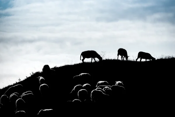 Rebanho de ovelhas pastando no morro — Fotografia de Stock