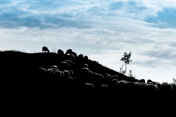 Flock av får som betar på hill — Stockfoto