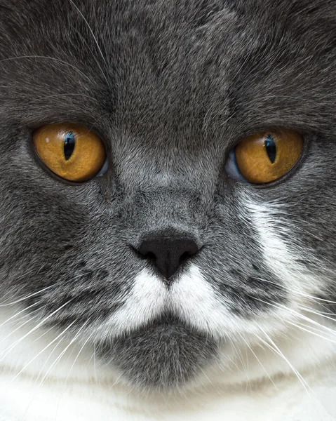 British Shorthair Cat — Stock Photo, Image