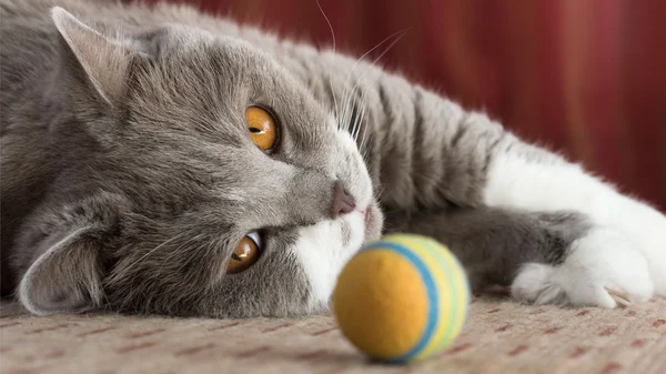 Britânico gato shorthair — Fotografia de Stock