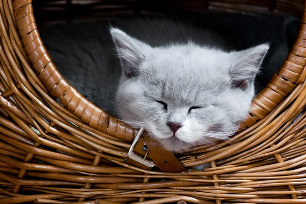 Britânico gato shorthair — Fotografia de Stock