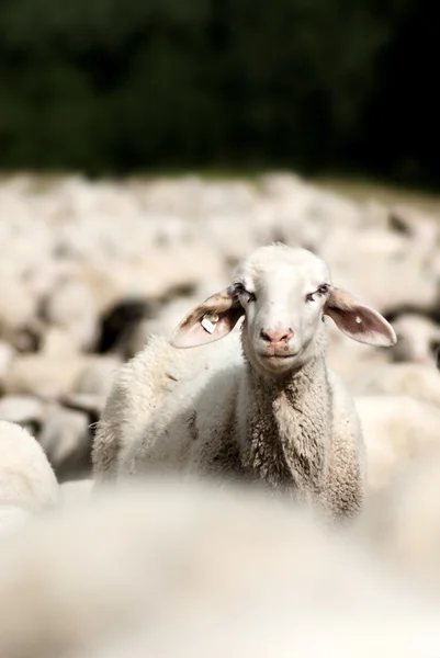 Fåren — Stockfoto