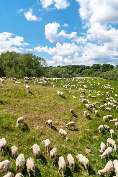 Fåren — Stockfoto