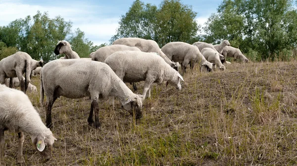 Fåren — Stockfoto