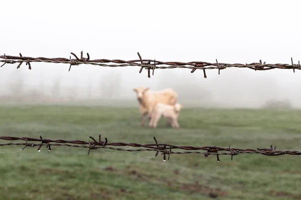 Cow and Calf in Danger — Stock Photo, Image