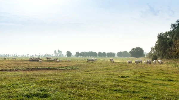 Cow Herd — Stock Photo, Image