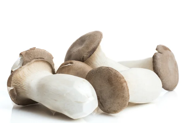 King oyster mushroom on white Background — Stock Photo, Image