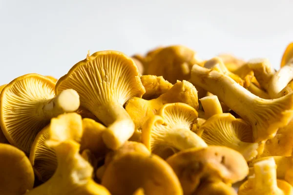 Fresh Chanterelles — Stock Photo, Image