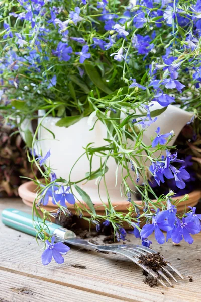 Lobelia bleu et une fourchette — Photo