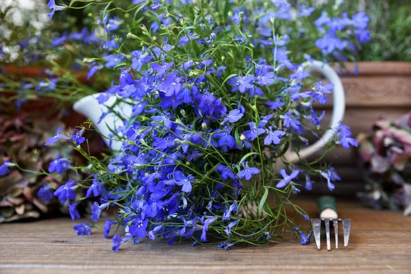 Lobelia azul y un tenedor — Foto de Stock