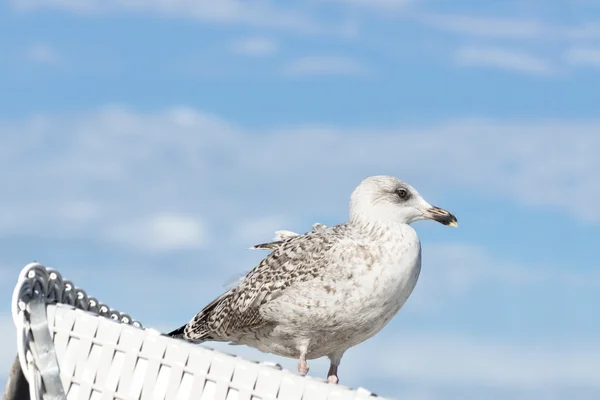 Gaviota sentada en una silla de playa de mimbre techada — Foto de Stock