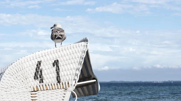Mewa siedzi na krześle plaży zadaszony wiklinowe — Zdjęcie stockowe