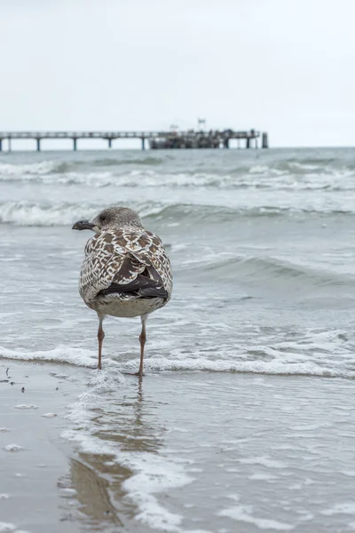 Gaviota joven con muelle — Foto de Stock