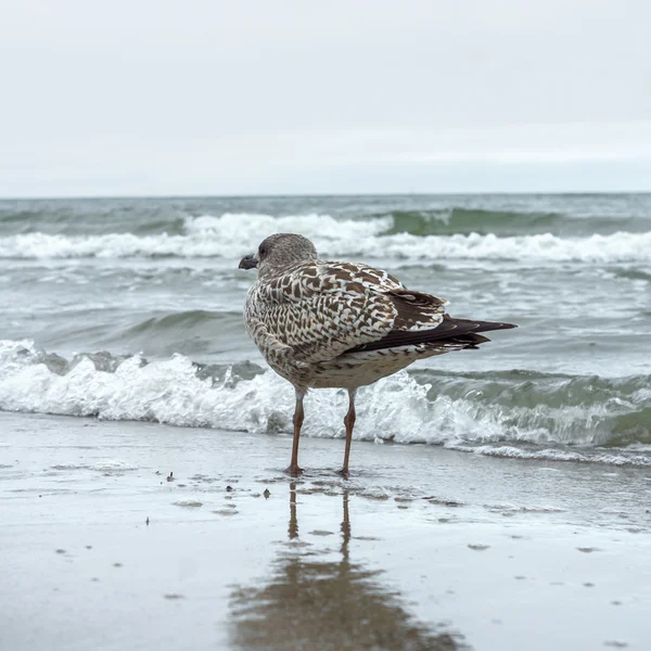 Gaviota joven — Foto de Stock