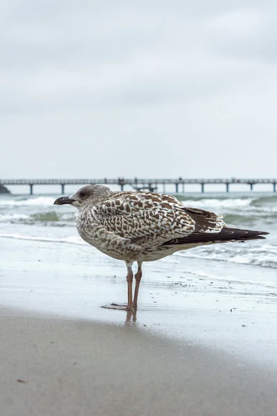 Gaviota joven con muelle — Foto de Stock