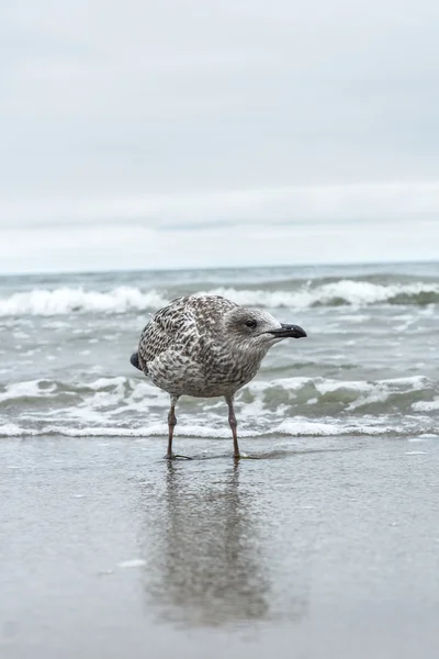 Gaviota joven — Foto de Stock