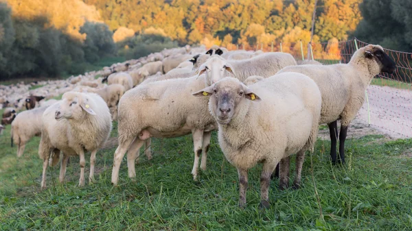 Sheep at Sunrise — Stock Photo, Image