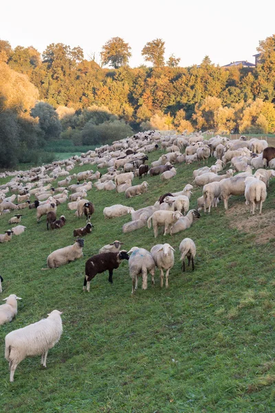 Owce na wschód — Zdjęcie stockowe