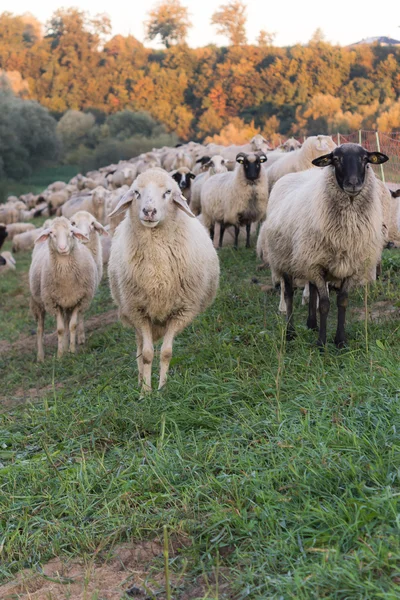 Sheep at Sunrise — Stock Photo, Image