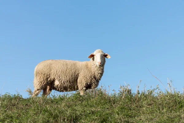 Sheep on a Dike at evening — Stock Photo, Image