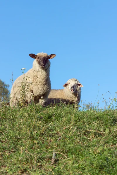 Schafe am Abend auf einem Deich — Stockfoto
