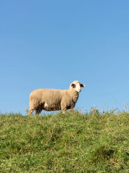 Sheep on a Dike at evening — Stock Photo, Image