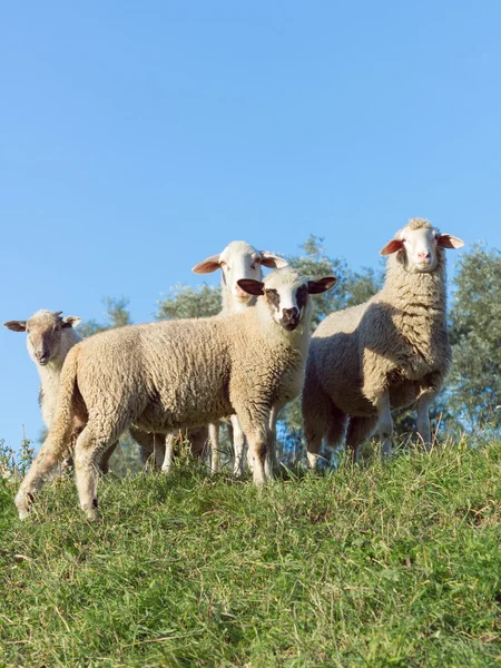 Sheep on a Dike at evening — Stock Photo, Image