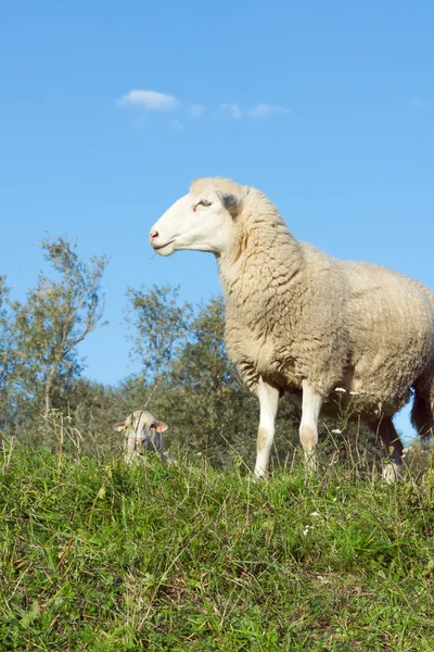 Sheep on a Dike at evening — Stock Photo, Image
