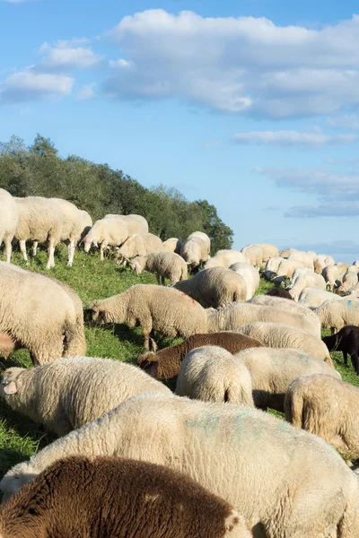 Fåren på en vall på kvällen — Stockfoto