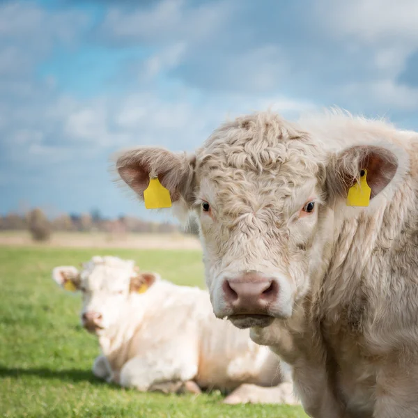 Cow on the green meadow — Stock Photo, Image